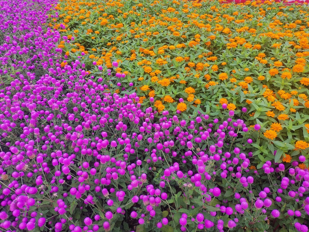 公园的鲜花