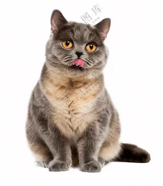 可爱小猫萌宠宠物动物免抠