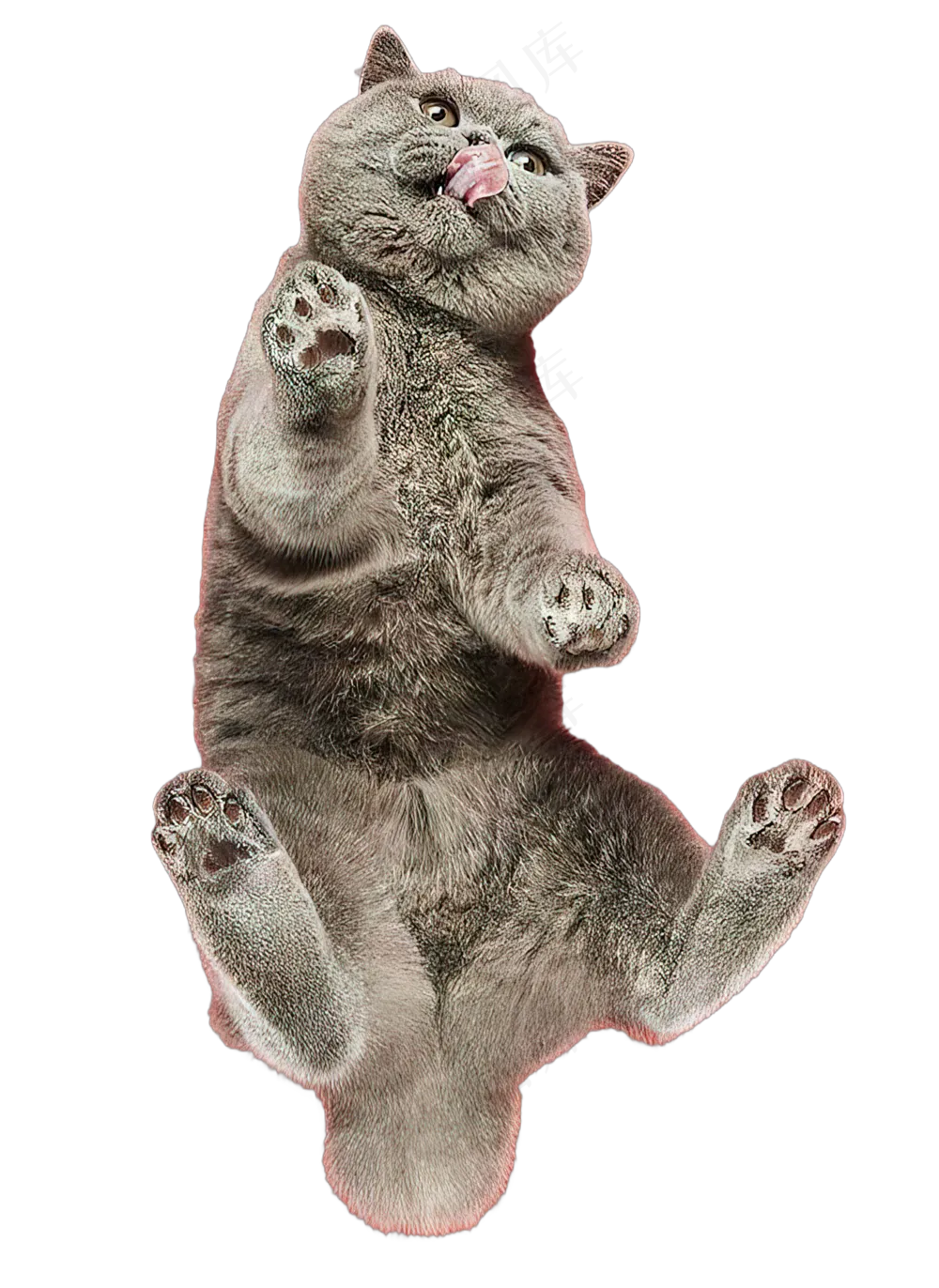 png免抠搞笑有趣动物