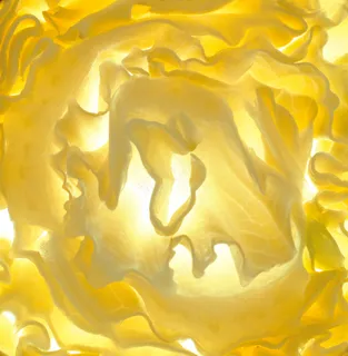 蔬菜切面图片 (1) 蔬菜切面图片 (1)