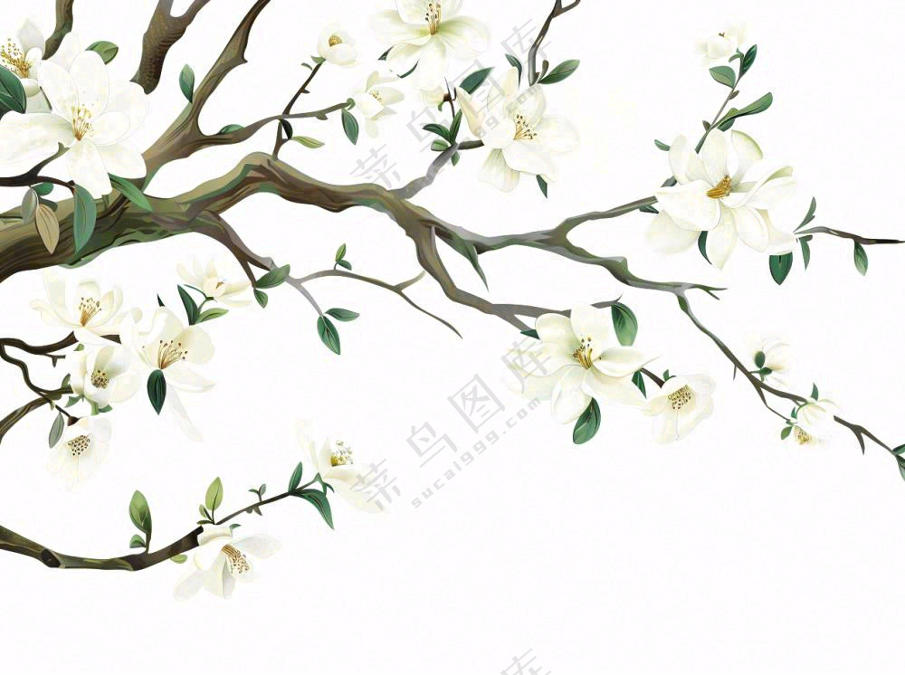 树上的白花春天植物绿叶插画免抠