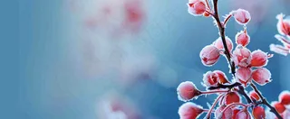 冬天冰天雪地红色果实上的白雪霜降小寒大寒摄影图