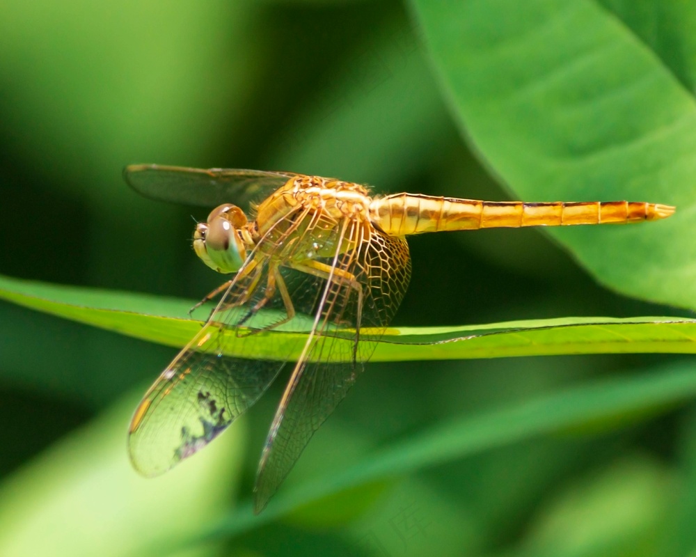 绿叶上的金色蜻蜓