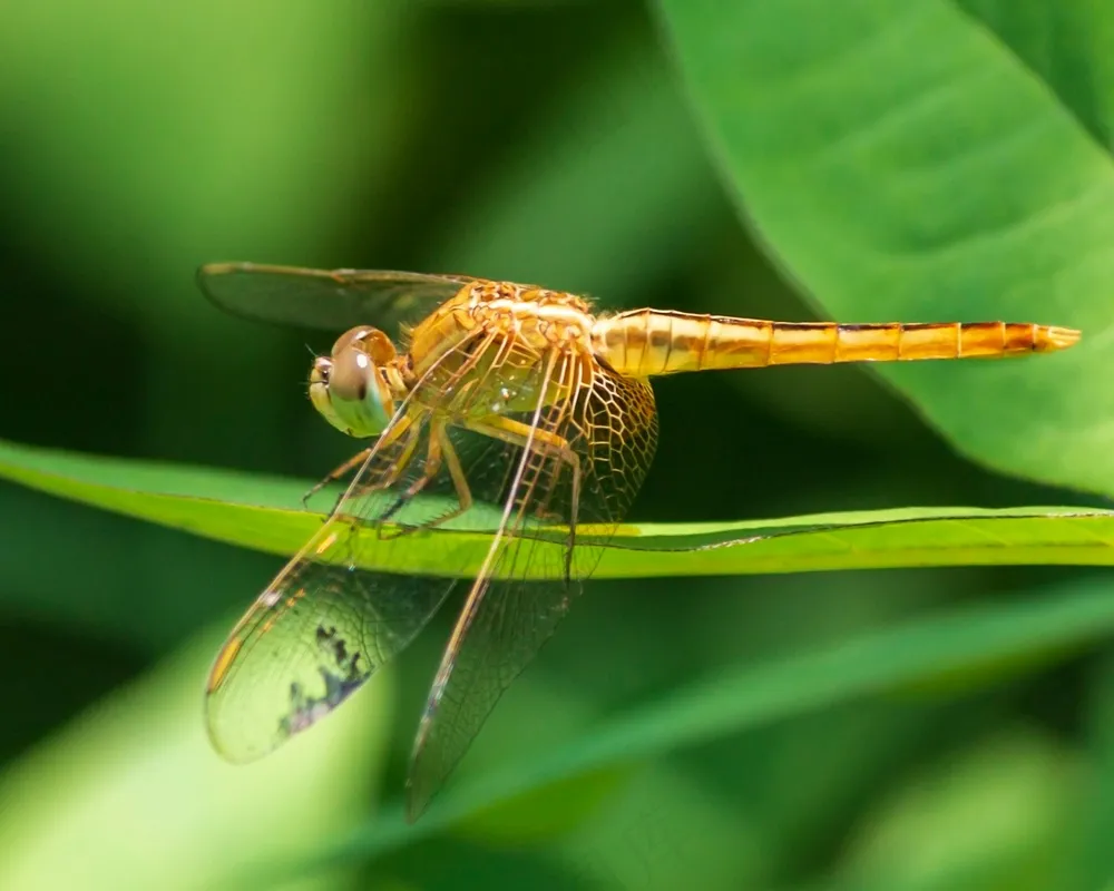 绿叶上的金色蜻蜓
