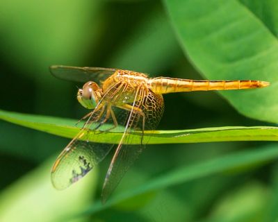 绿叶上的金色蜻蜓