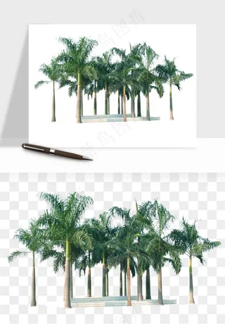 棕榈树椰树png免抠