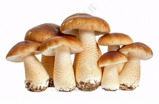 蘑菇杏鲍菇蔬菜免抠