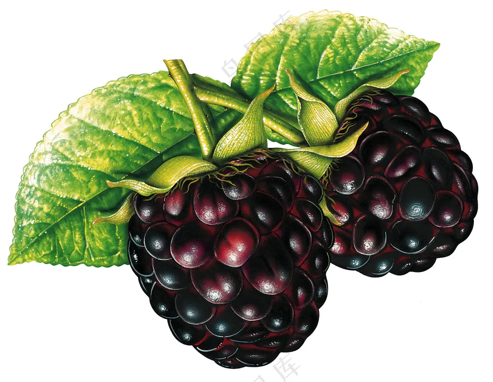 水果插画元素 (7)