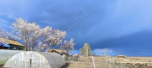 樱花白云村落