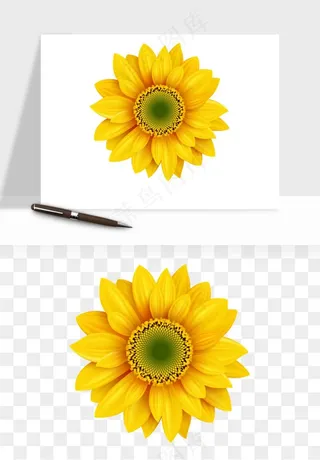 向日葵太阳花卉png免抠