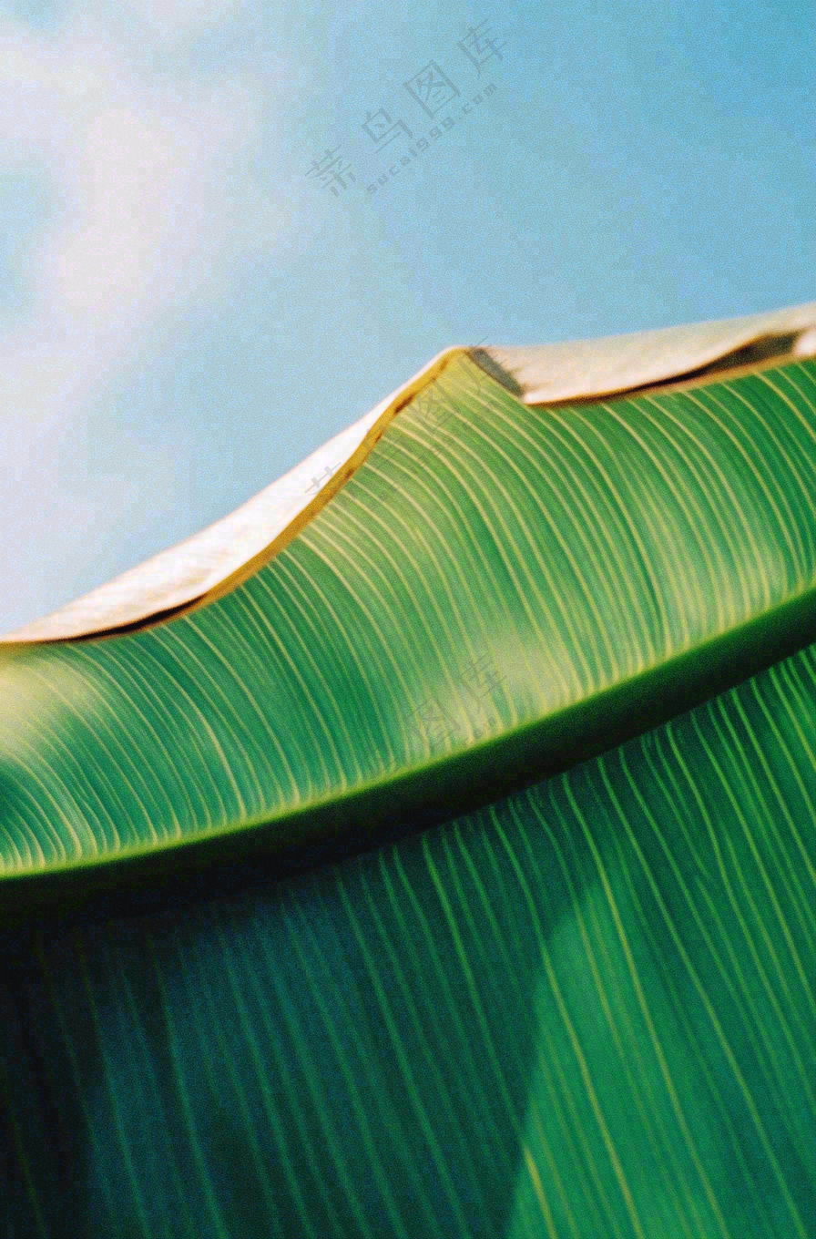 香蕉树芭蕉叶绿色植物摄影图