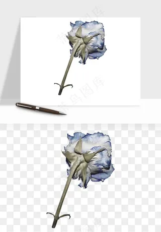 复古鲜花玫瑰png免抠