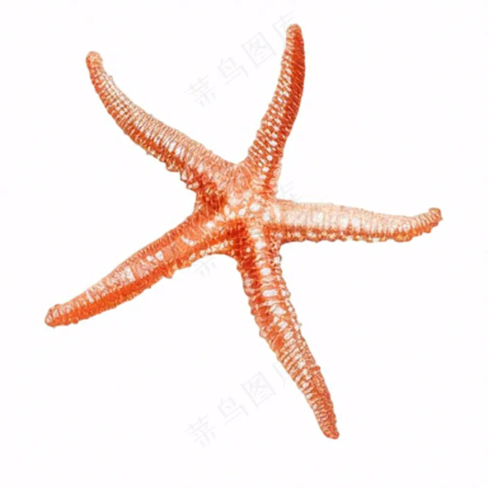 海星海洋生物卡通插画免抠