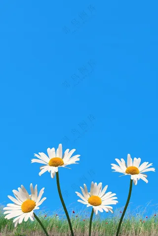 白色小雏菊背景图片
