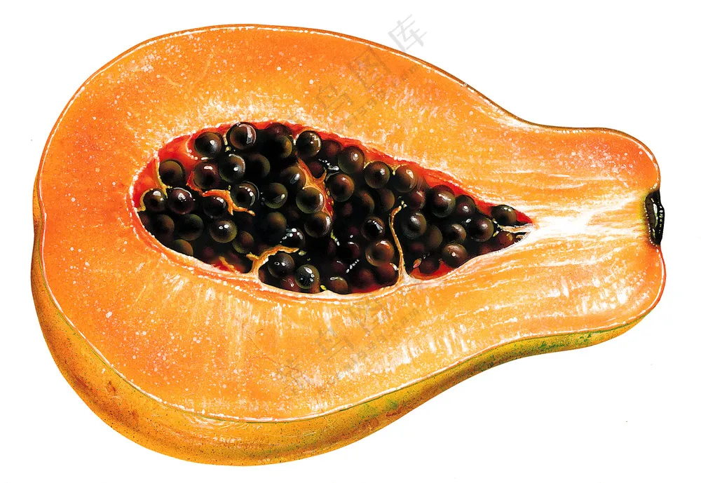 水果插画元素 (26) 水果插画元素 (26)