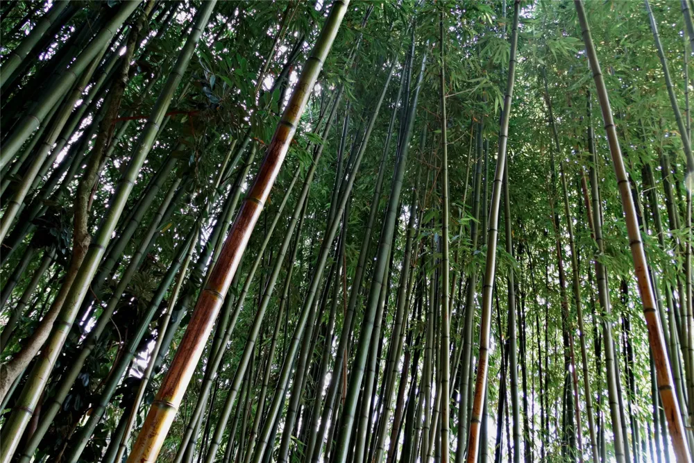 绿色竹子林图片