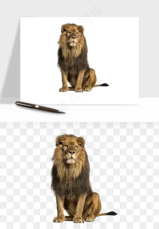 狮子雄狮狮王动物png免抠