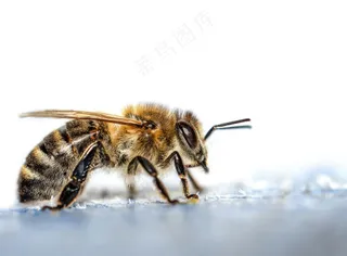勤劳的舞者：白色背景上的蜜蜂