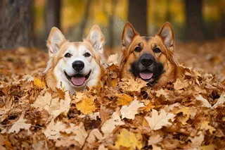 秋天公园黄落叶小狗宠物摄影图