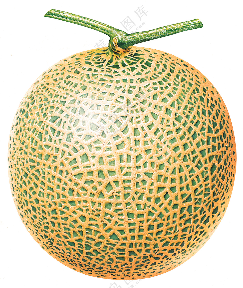 哈蜜瓜元素