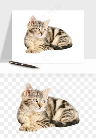 猫咪喵星人狗狗宠物元素png免抠