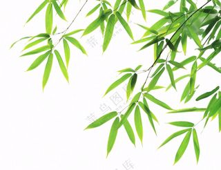 竹叶竹子碧绿摄影免抠