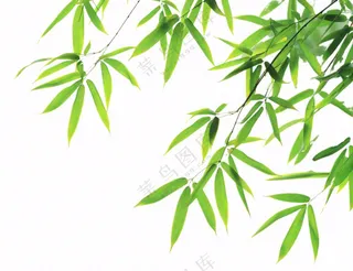 竹叶竹子碧绿摄影免抠