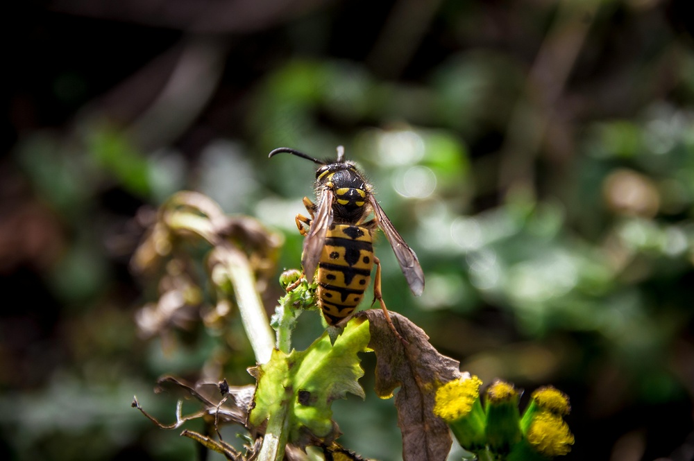 夜幕下的森林之花