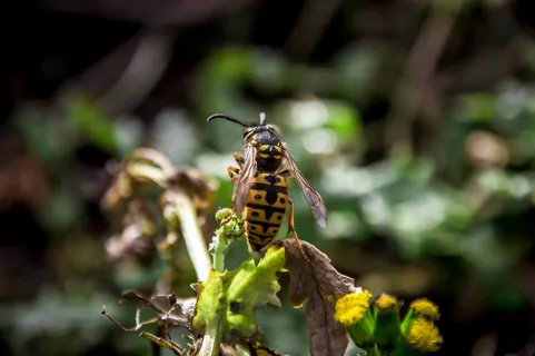夜幕下的森林之花 夜幕下的森林之花
