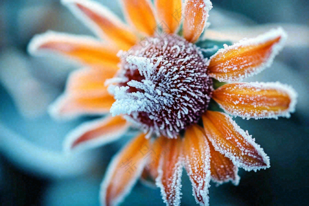 秋冬寒冷植物花朵上的白霜霜降摄影图