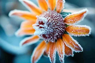 秋冬寒冷植物花朵上的白霜霜降摄影图