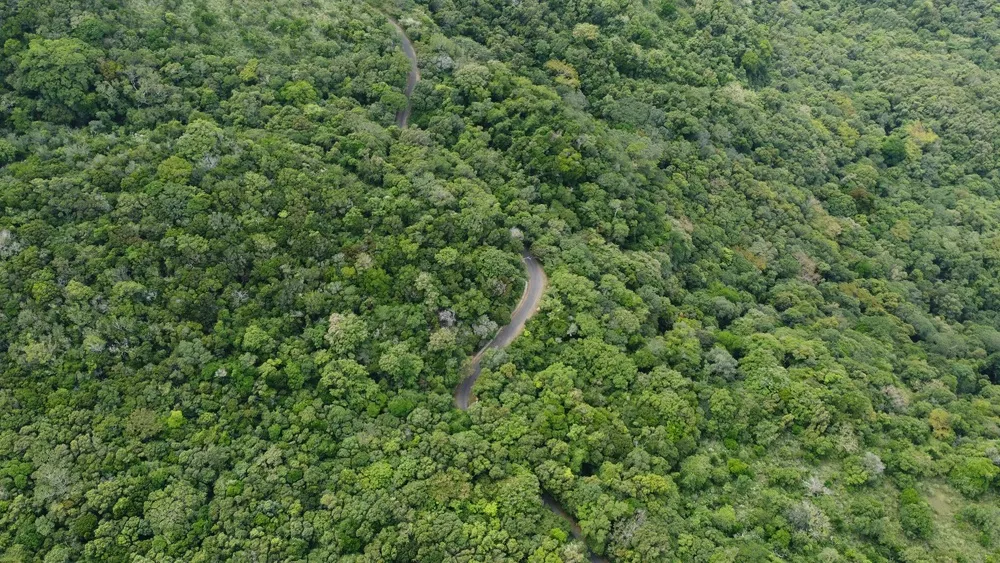 绿意盎然航拍图 绿意盎然航拍图