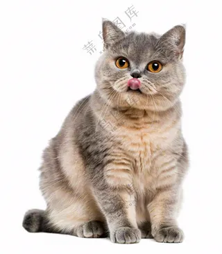 可爱小猫萌宠宠物动物免抠