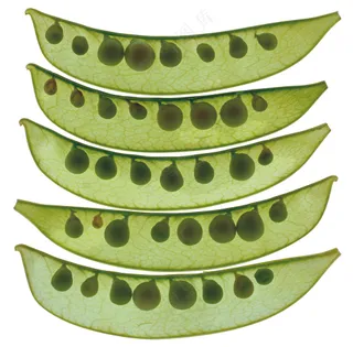 蔬菜切面图片 (20)