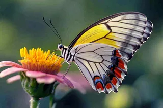 蝴蝶昆虫春天植物摄影图