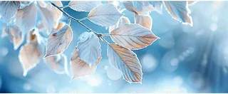 冬天植物上的白霜白雪寒冷霜降小寒摄影图