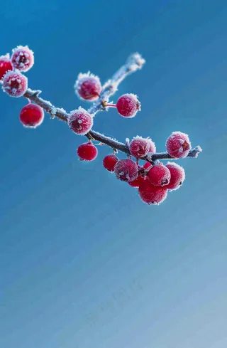 冬天白霜覆盖的红色覆盆子寒冷霜降摄影图