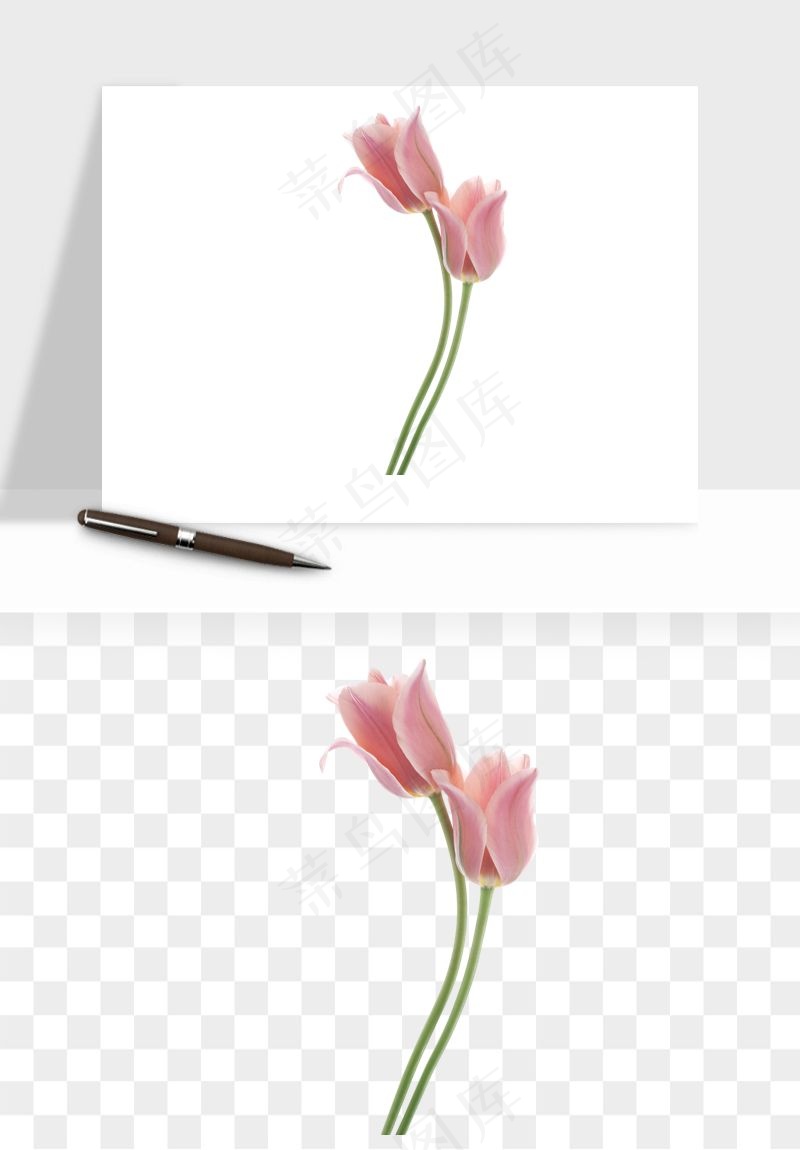 荷兰郁金香鲜花png免抠