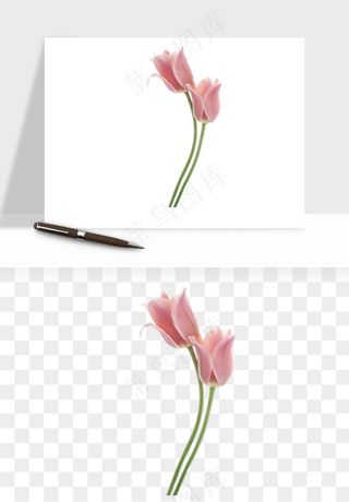 荷兰郁金香鲜花png免抠