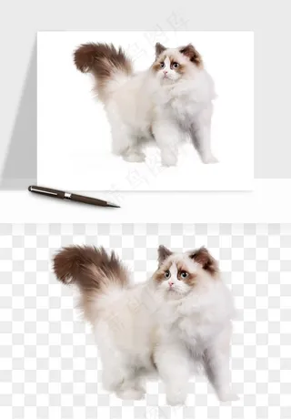 猫咪喵星人狗狗宠物元素png免抠