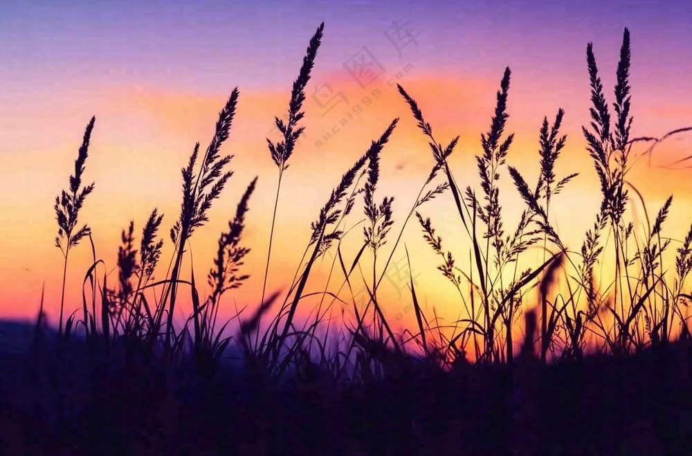 夕阳晚霞芦苇唯美摄影图