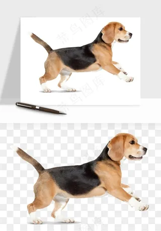 猫咪喵星人狗狗宠物元素png免抠