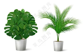 盆栽绿色植物素材