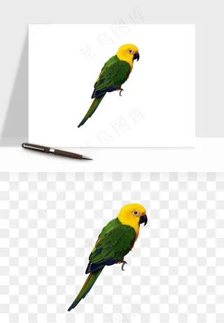 鹦鹉八哥鸟宠物png免抠
