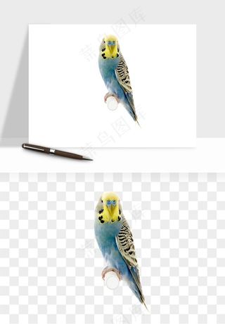 鹦鹉八哥鸟宠物png免抠