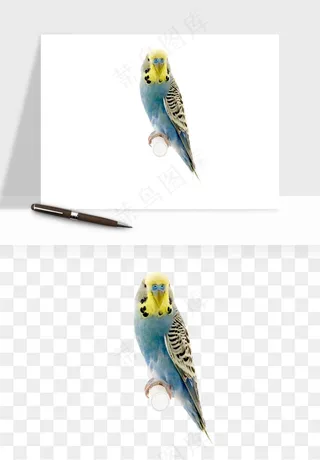 鹦鹉八哥鸟宠物png免抠
