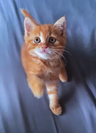 小猫咪 橘猫 黄色