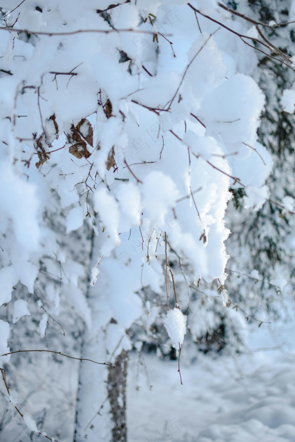 冬雪森林静谧图 纯白宁静桌面景