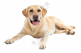 萌宠宠物拉布拉多小狗动物免抠