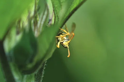 绿叶间的金色小精灵